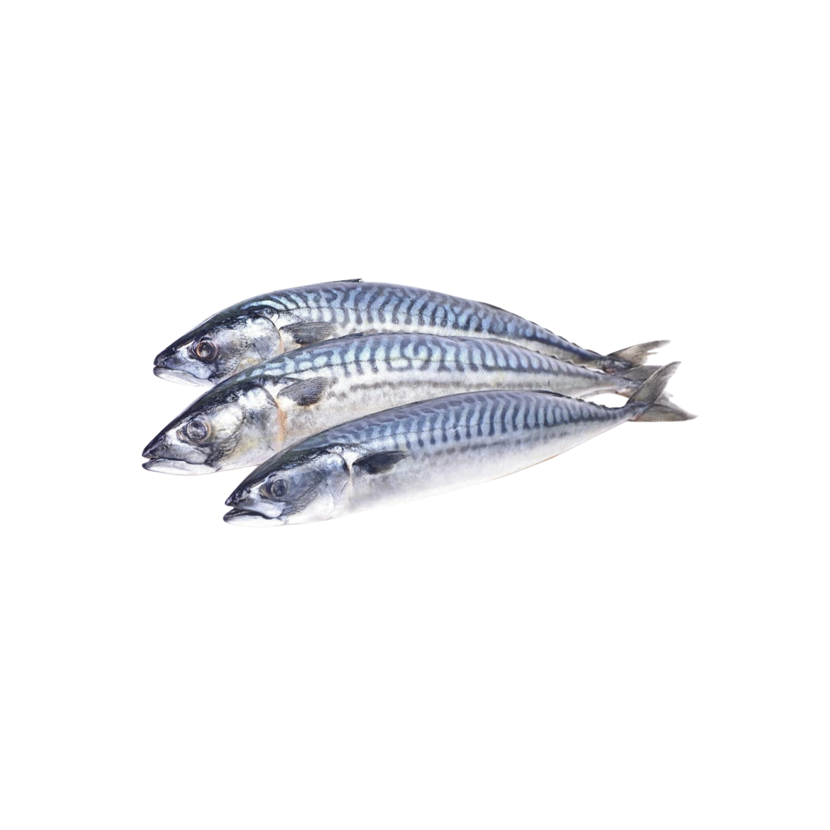 Mackerel Fish (Titus Fish)