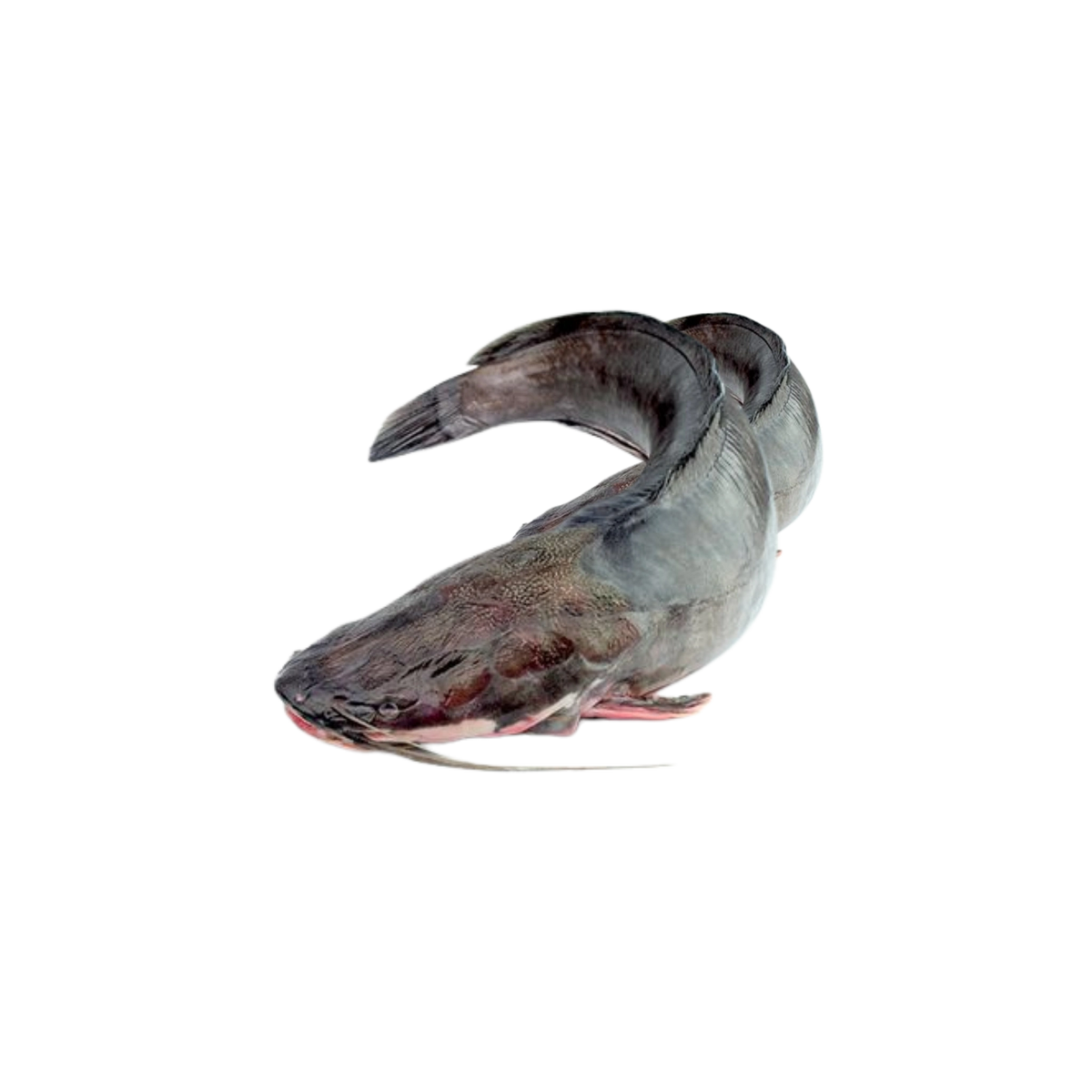 Catfish (Gutted) (Frozen)