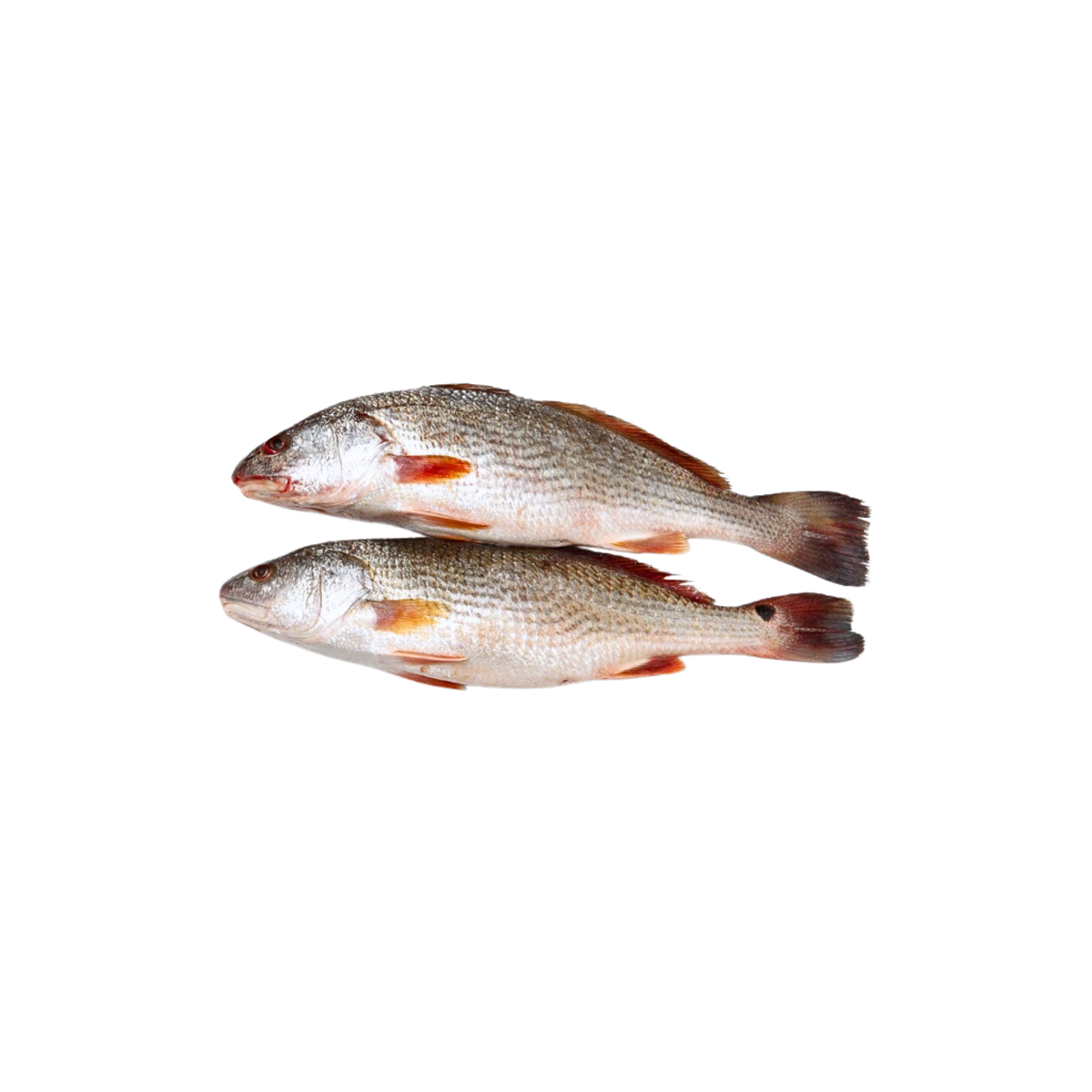 Croaker Fish