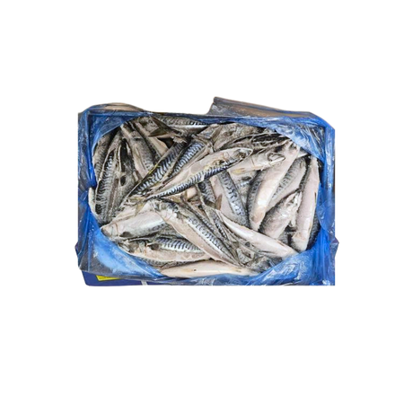 Mackerel Fish (Titus Fish)