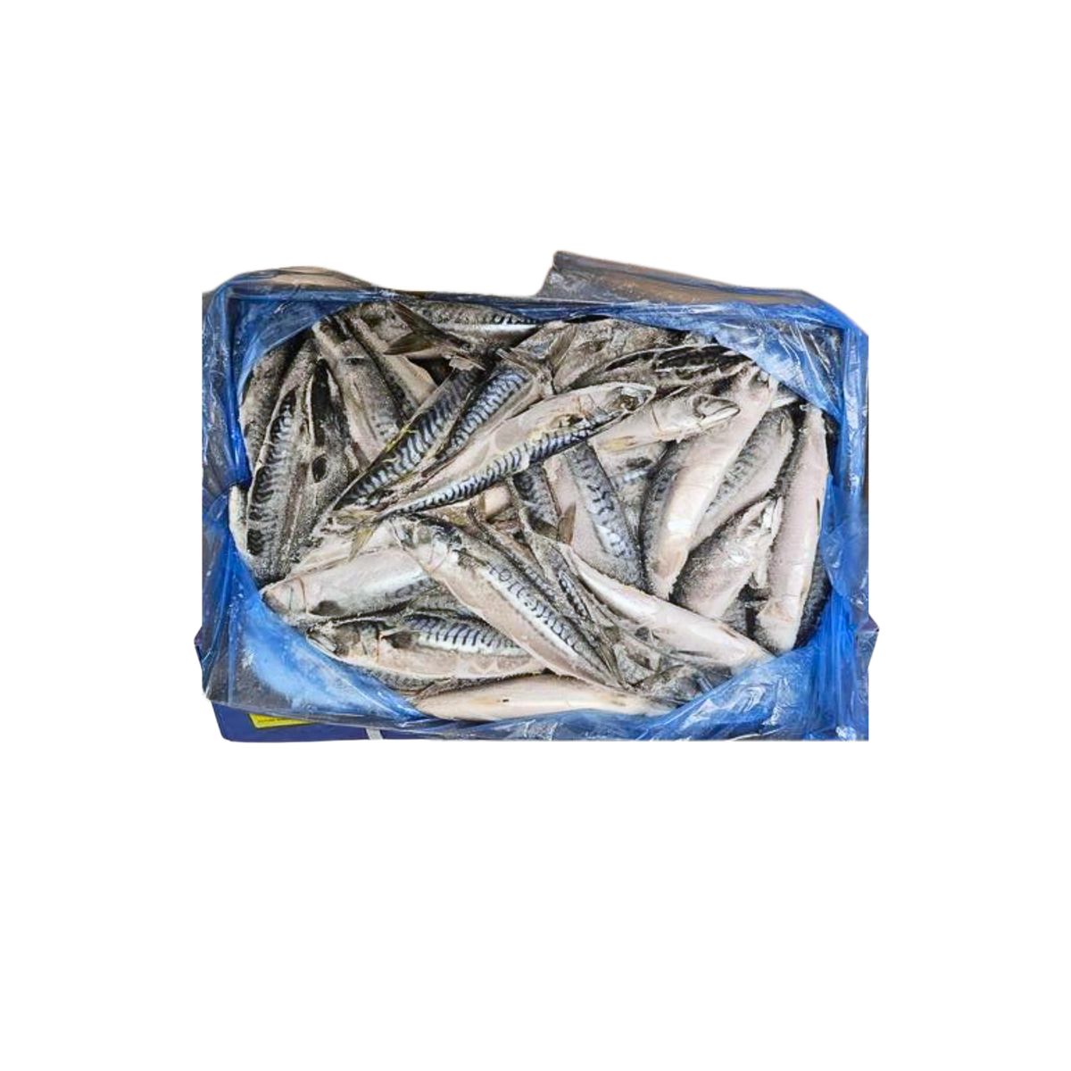 Mackerel Fish (Titus Fish)