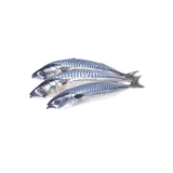 Mackerel Fish (Titus Fish)