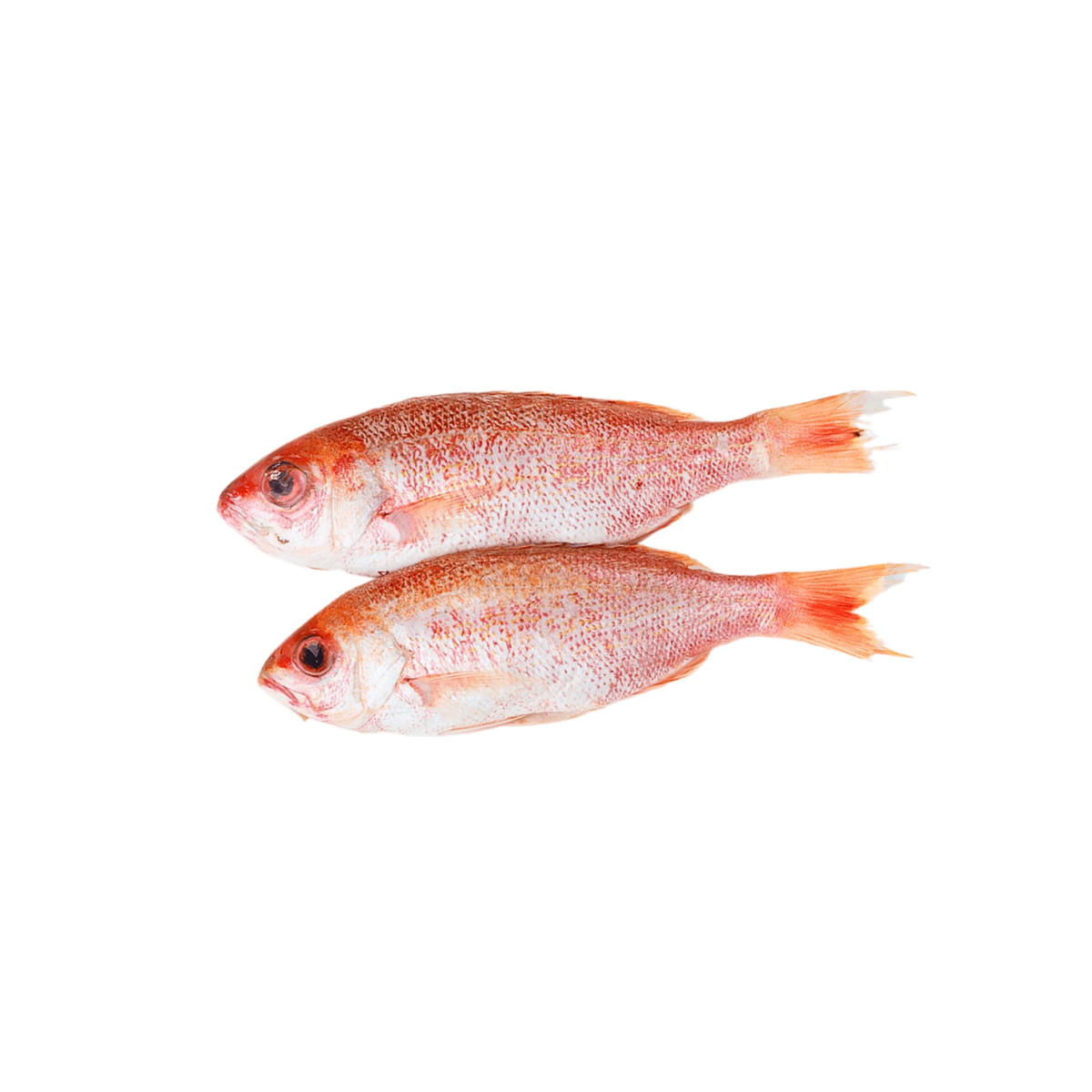Red Snapper Fish