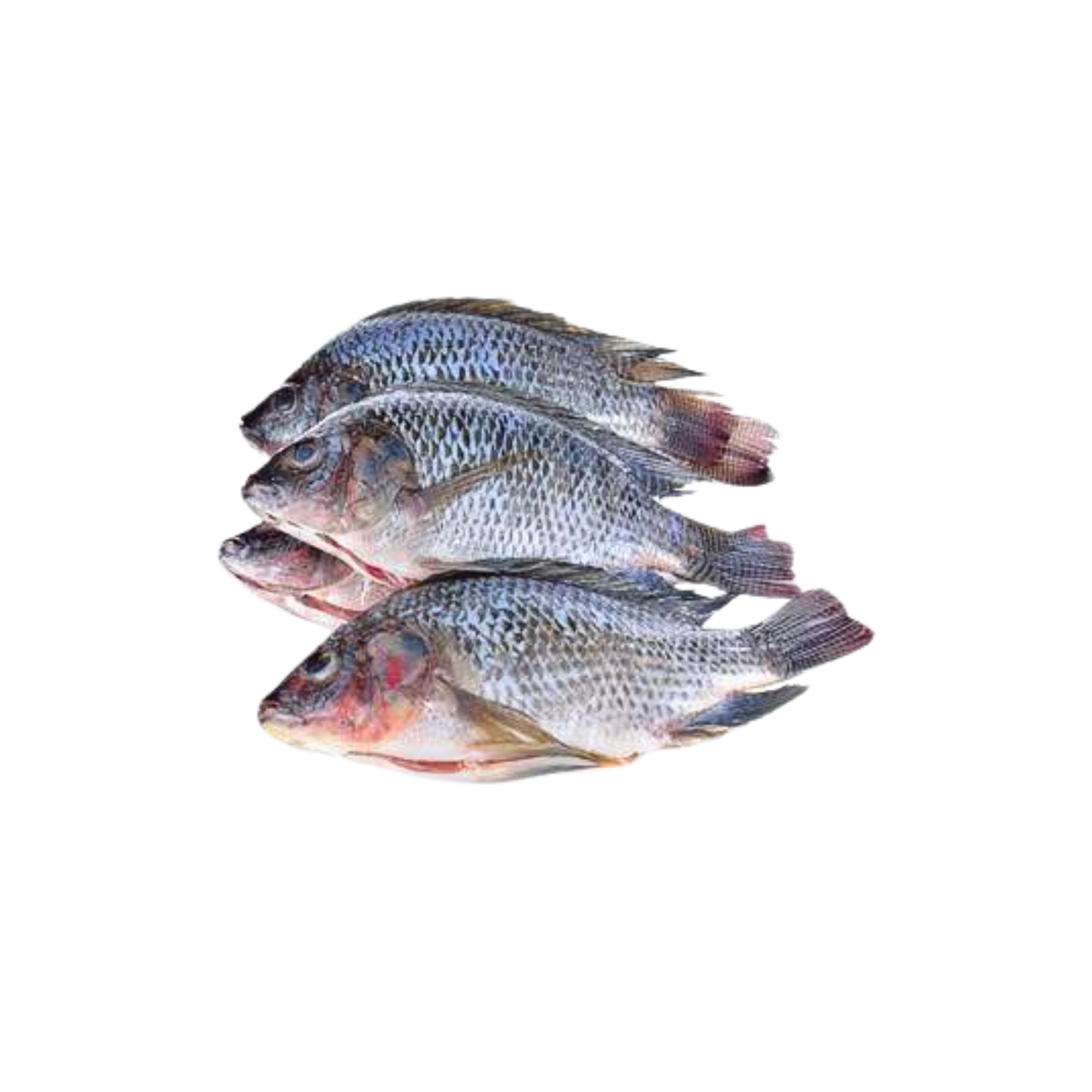 Tilapia Fish